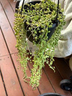 String of pearls