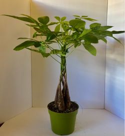 Braided money tree A