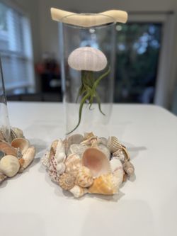 Jellyfish Seashell Hurricane Vases