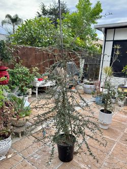 Brachychiton rupestris