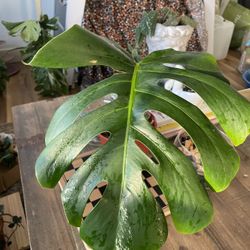Monstera Albo