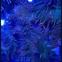 Rainbow Bubbletip Anemone Coral 🪸 