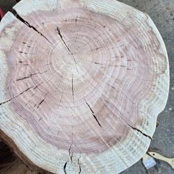 Redwood Tree Stump Stools And Table Buy Or Rent