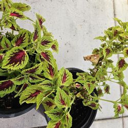 Coleus Plants 