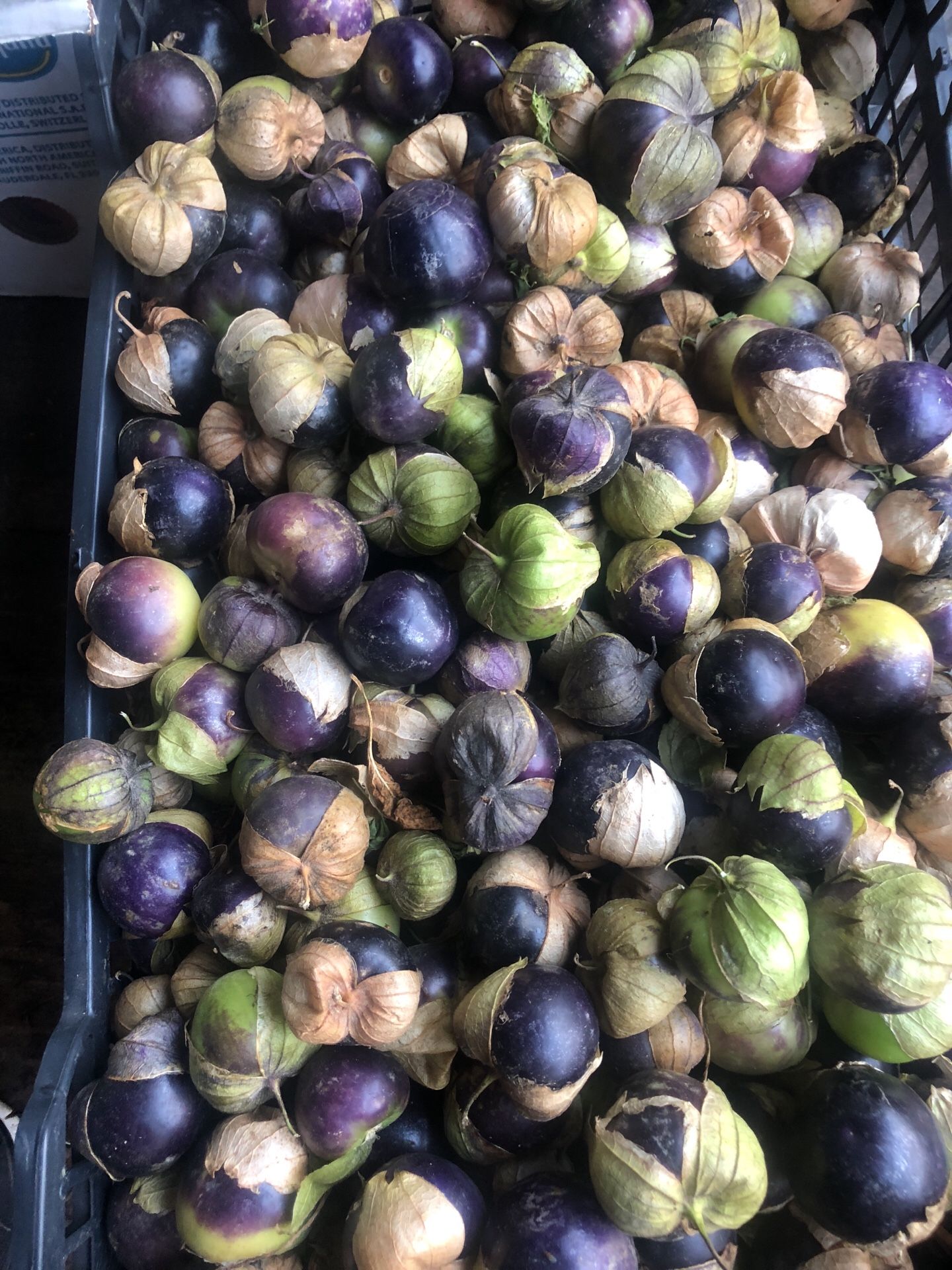 Tomatillos Morados mangoes, jalapeño rojos, chilacayote, chile y 2 ultimas matas de chile de arbol