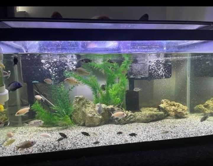 Aquarium 40 Gallon Breeder