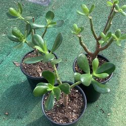 Jade Plant