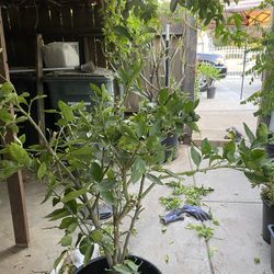 Lime Plant For Sale