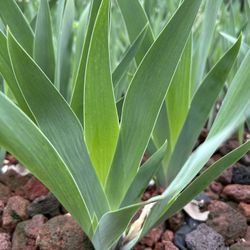 Yellow Iris