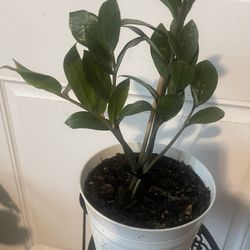 Zz Plant For Room $12