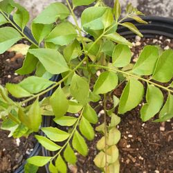 Curry Plants 