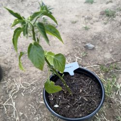 Serrano Plant