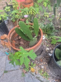 Terracotta pot