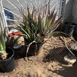 Aloe Vera Plant 