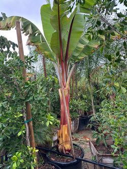 Red leaf banana tree 25gal
