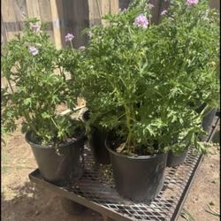 🌿 MOSQUITO REPELLENT PLANT – LARGE 5 GAL 🌿