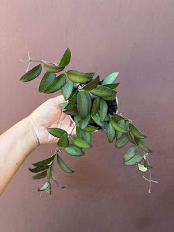 4” hoya rosita