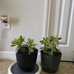 Jade Plants 