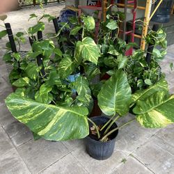 Golden Pothos plant