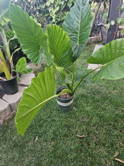 Alocasia Plant Inside Or Outside
