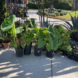 Elephant Ear Plants 5 Gallon 