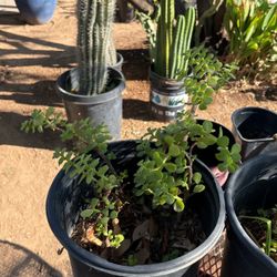 Elephant Food Plant $20