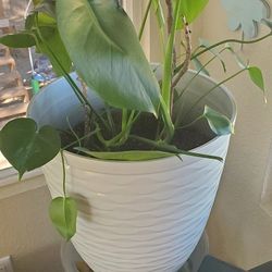 Monstera Plant With Modern White Pot