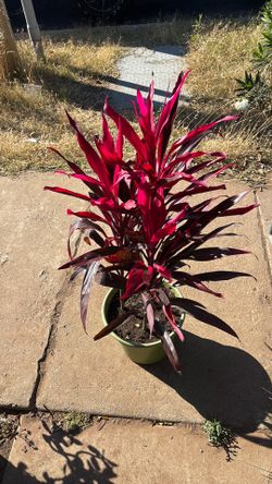 Ti plant
