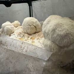 Lions Mane Mushrooms