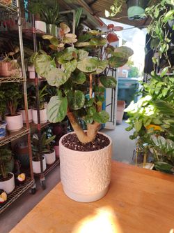 Indoor Plants