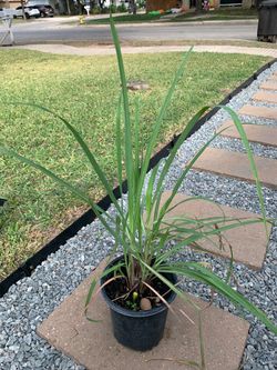 Ornamental Grass Plant in Black Pot