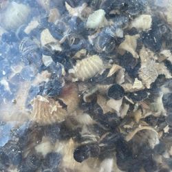 1000’s Of Hollyhock Seeds. $20