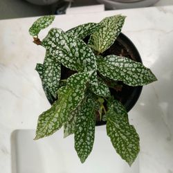 Begonia angel wings