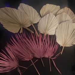 Medium to Large Dried Palms