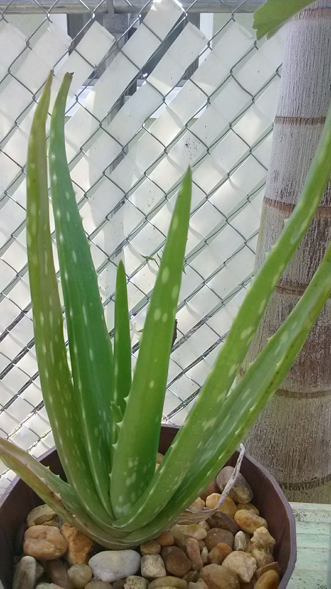 Aloe Vera Plant in Barrel Pot