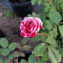 Rosales 🌹🌹🌹🌹