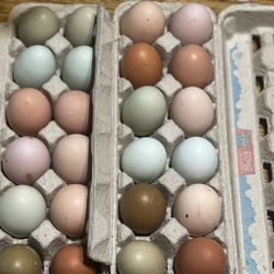 Fertile Hatching Large Breed Eggs 🐣