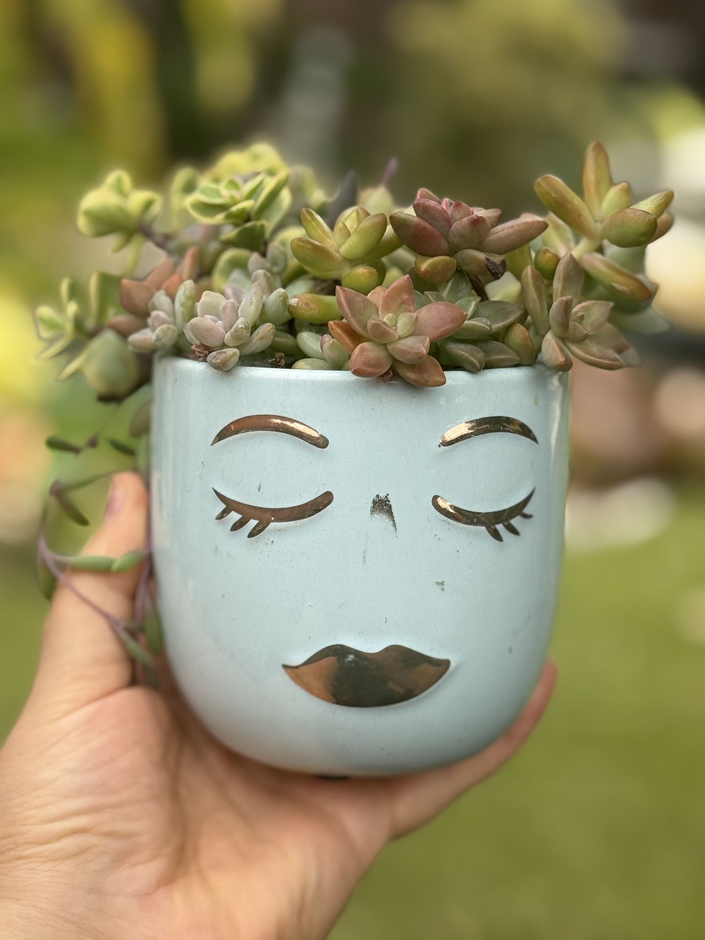 Unique, Variety Of Beautiful Succulents In A Beautiful Ceramic Pot 