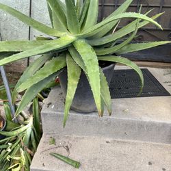 Aloe Vera Plant