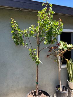 Apricot fruit tree