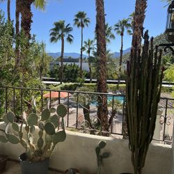 Large Cacti 