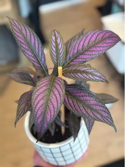 Persian Shield - Insanely healthy and THRIVING plant