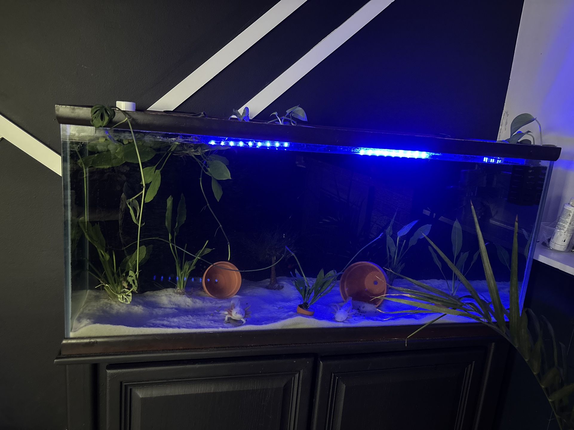 Axolotl Fish Tank 70 Gallons 