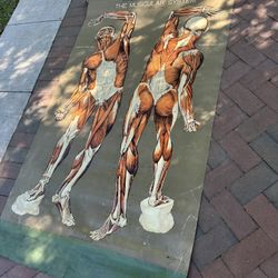 VTG- Canvas Pull Down Medical Chart 