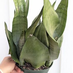 Sansevieria Moonshine Snake Plant 6" Pot - Indoor House Plants