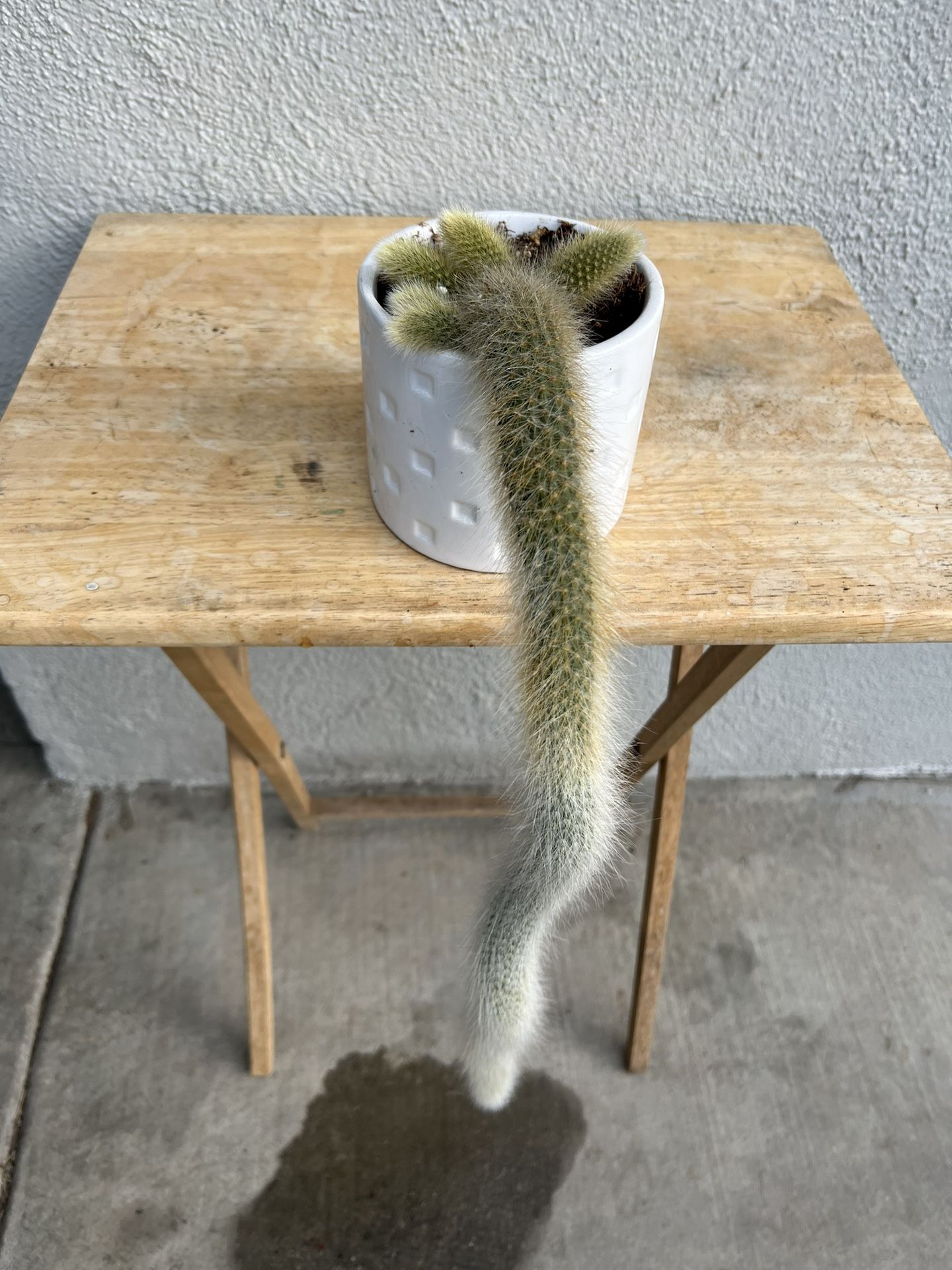 Plants / Monkey Tails