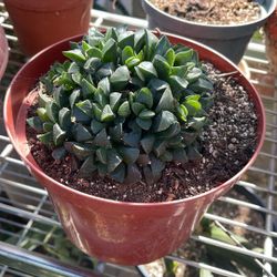Haworthia  Retusia  