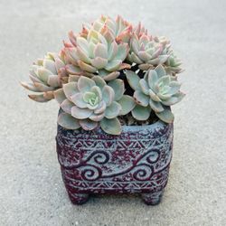 Succulents plants 🪴 (Echeveria 'Silk Veil')