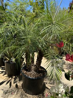 Pygmy palm tree 25gal