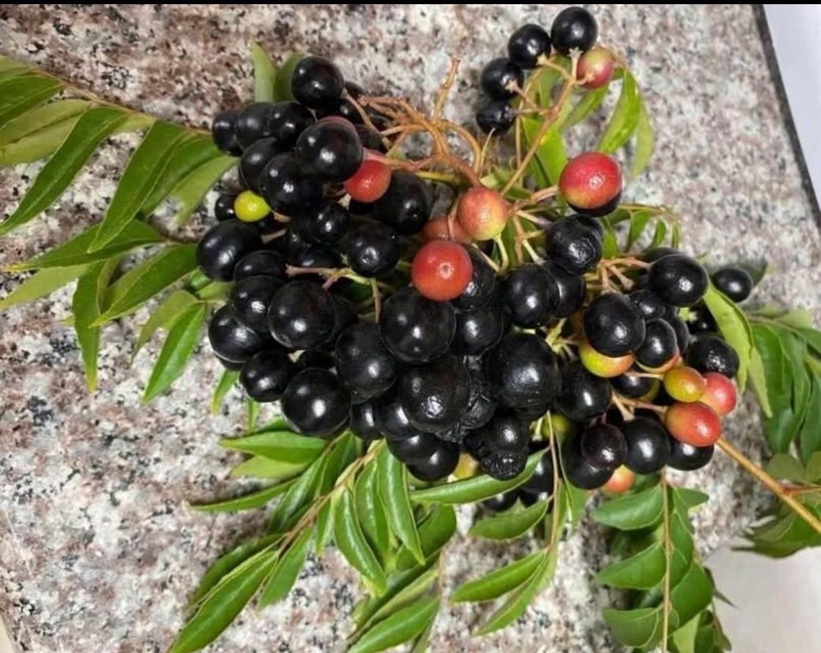 Fresh Curry Leaf Seeds